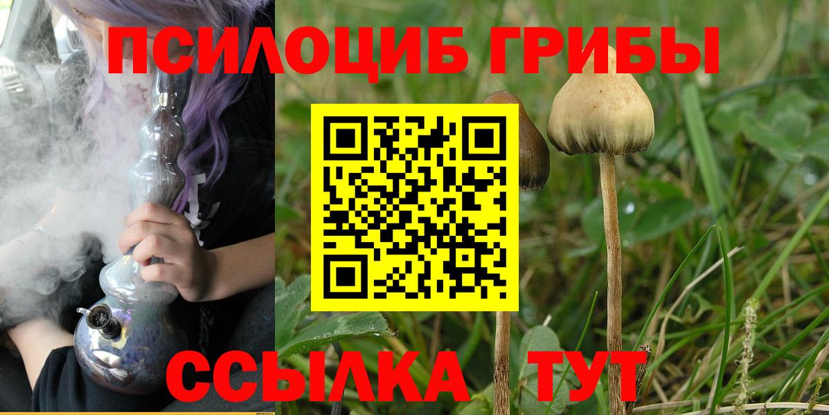 купить наркоту  Псилоцибиновые грибы Psilocybe  Урус-Мартан  Вход с VPN  Псилоцибиновые грибы мицелий 